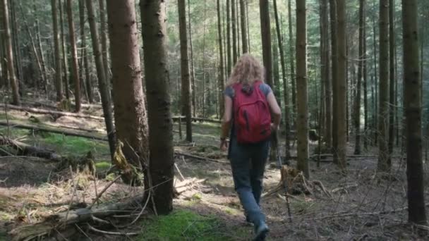 Trekking femme en forêt — Video