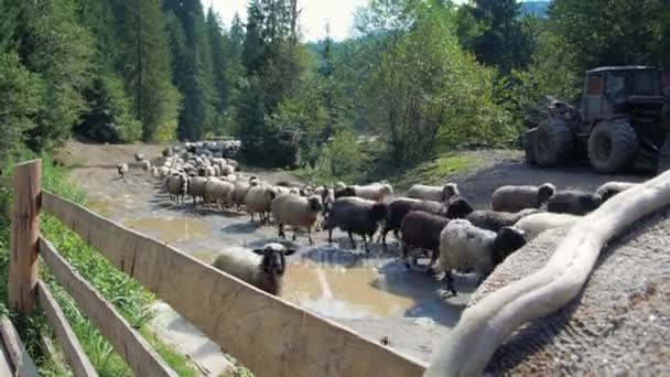 Skupina ovcí na pastvině — Stock video