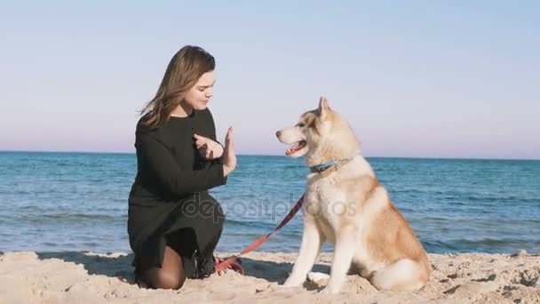 Kvinna som spelar med husky — Stockvideo