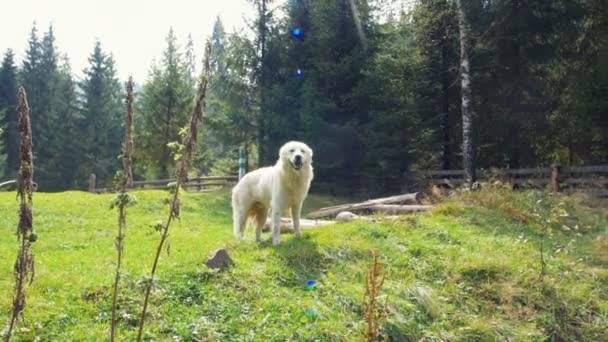 Witte hond in het groene woud — Stockvideo