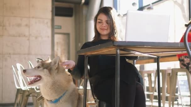 Vrouw met husky in café — Stockvideo