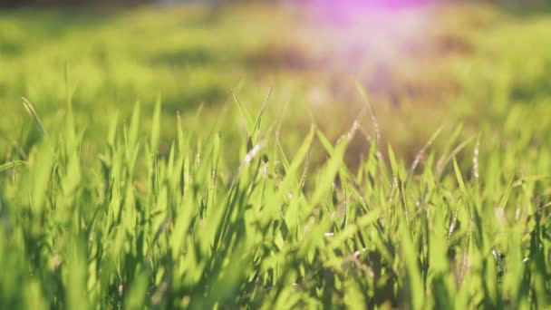 Groen gras op het veld — Stockvideo