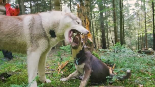 Kvinna med husky och liten hund — Stockvideo