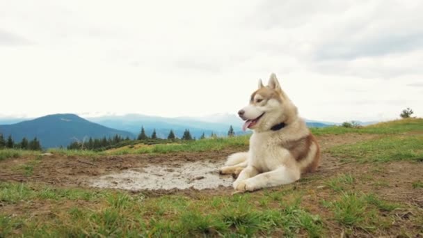 Pies Husky w zielonym lesie — Wideo stockowe