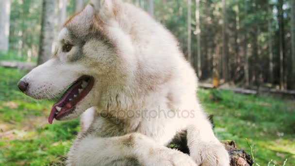 Husky hond in het groene woud — Stockvideo