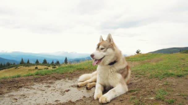 Husky hond in het groene woud — Stockvideo