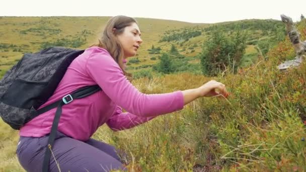 Woman gathering berries in mountains — Stock Video