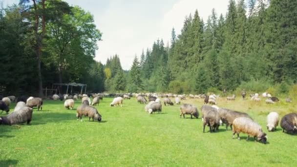 Skupina ovcí na pastvině — Stock video