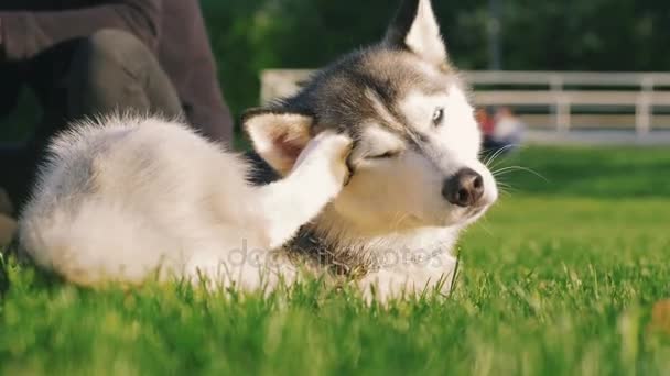 Syberyjski husky pies w parku — Wideo stockowe