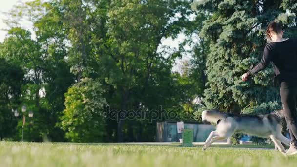 Mulher com husky no parque — Vídeo de Stock