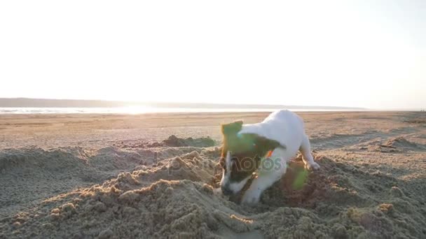 모래를가지고 노는 작은 강아지 — 비디오