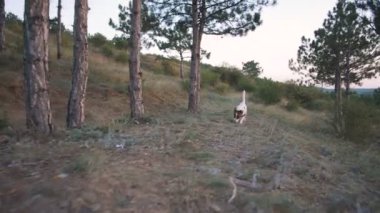 Köpek yavrusu runinng çayırda 