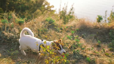 kadın ile köpek runinng