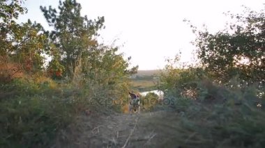 Köpek yavrusu runinng çayırda 