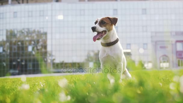 Jack russell w pobliżu nowoczesnego budynku — Wideo stockowe