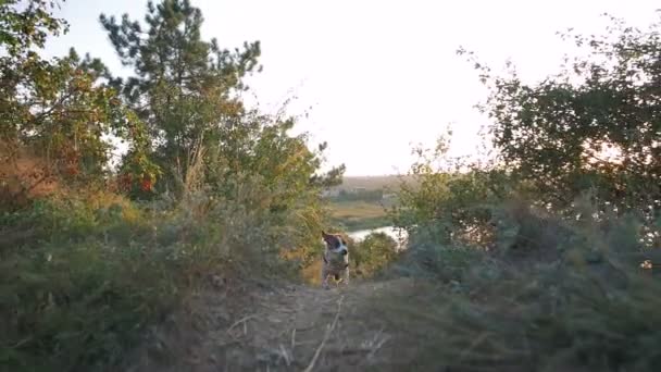 Chiot qui coule dans la prairie  