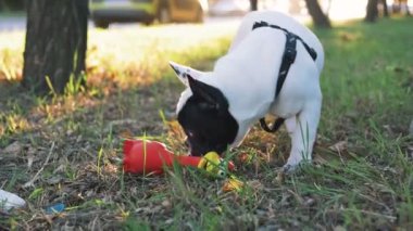 sevimli köpek Street kırmızı oyuncak ile yeşil çimenlerin üzerinde Close-Up 