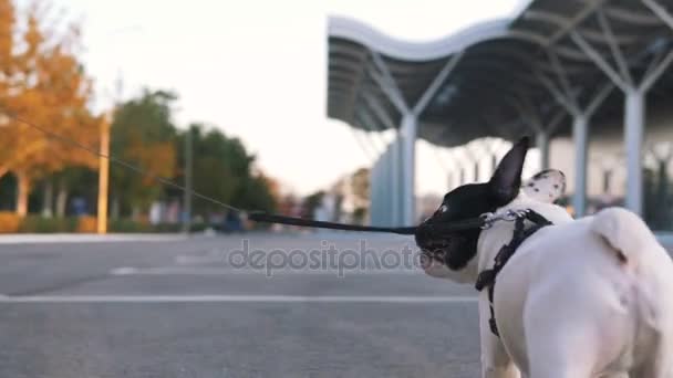 közeli kép: aranyos kutya, a női úton utca-napnyugta időpontja
