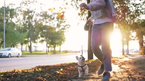 Primo Piano Del Cane Sveglio Con Donna Eseguita Sulla Strada — Video Stock