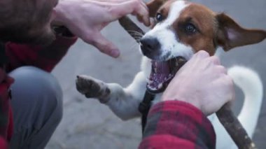 sevimli küçük köpek kadınla