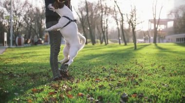 sevimli küçük köpek kadınla