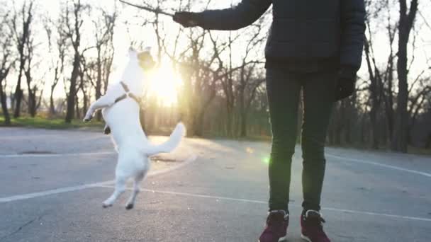 Wanita dengan anjing kecil yang lucu — Stok Video