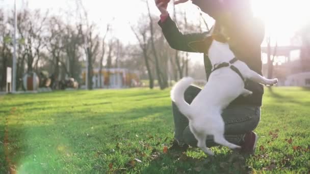 Mujer con lindo perrito — Vídeo de stock