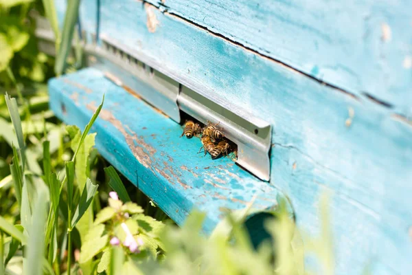 Bees fly out of Ulick on a Sunny day. Bees bring honey to the evidence close up.