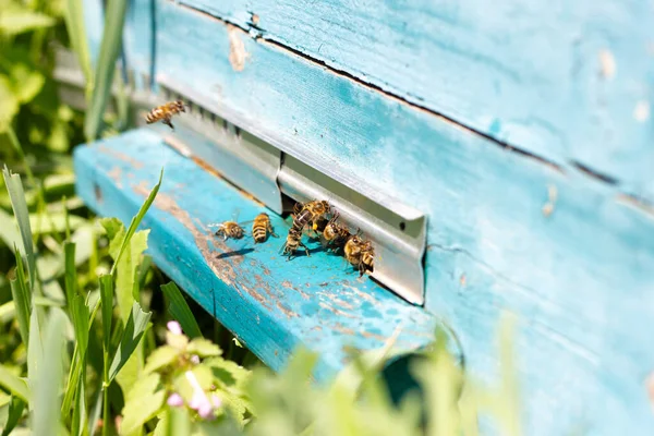 Bees fly out of Ulick on a Sunny day. Bees bring honey to the evidence close up.