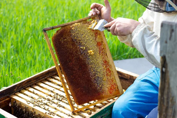 the beekeeper works with honey frames in evidence. The concept of the beekeeper. A man works in his apiary on a Sunny day. Bee business