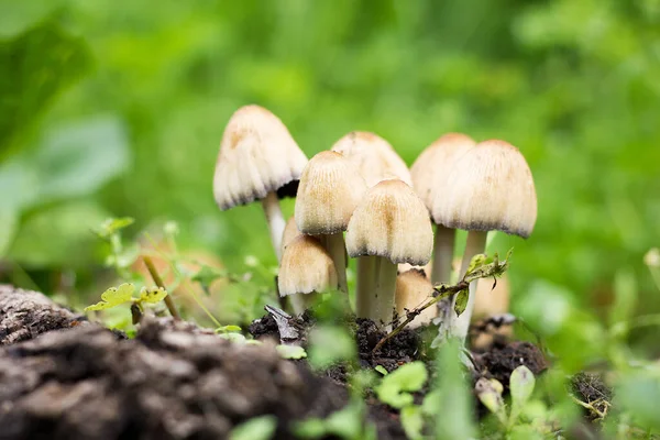 group of mushrooms in the forest. Wild mushrooms grow in a green forest, close-up, wildlife. Group of toadstools, a poisonous mushroom