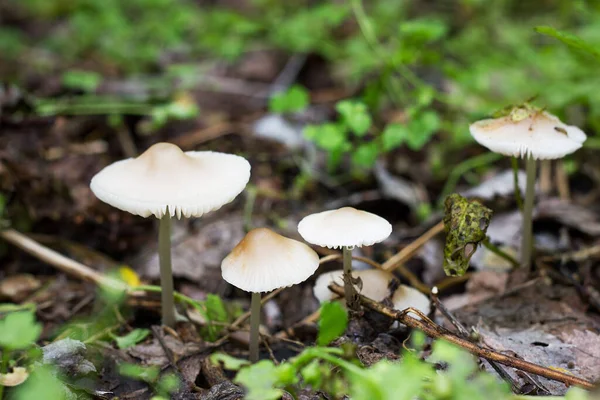 group of mushrooms in the forest. Wild mushrooms grow in a green forest, close-up, wildlife. Group of toadstools, a poisonous mushroom