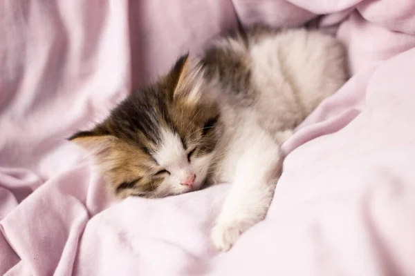 a small sleeping kitten in bed, close-up. Fluffy beautiful cat in soft bed linen.