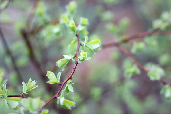 young shoots of a green tree, close-up. Natural spring background of green leaves. Young branches of a young tree