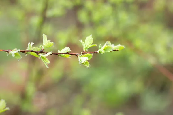 young shoots of a green tree, close-up. Natural spring background of green leaves. Young branches of a young tree