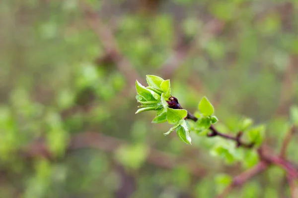 young shoots of a green tree, close-up. Natural spring background of green leaves. Young branches of a young tree