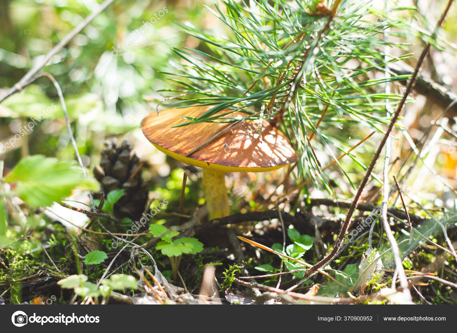 Mushrooms in a pine forest closeup. — Stock Photo © shutterstock