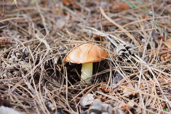 mushrooms in a pine forest close-up.
