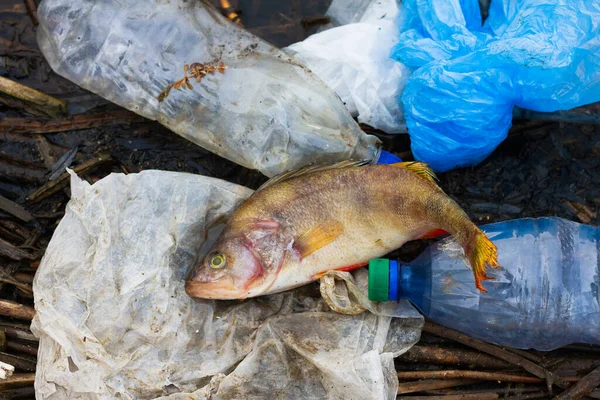 dead fish with plastic trash on the ocean. Concept for the protection of marine life and oceans.