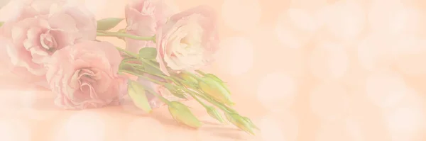 Soyut bulanık arka plan, nazikçe renklendirilmiş, Pastel pembe ve bej arkaplan üzerinde çok güzel bulanık östoma dalı, bokeh, kopyalama alanı, afiş biçimi