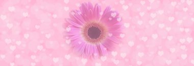 Soyut bulanık arka plan, nazikçe renklendirilmiş, pastel pembe arka planda çok güzel bulanık gerbera Bokeh ve kalpler, kopyalama alanı, afiş biçimi.