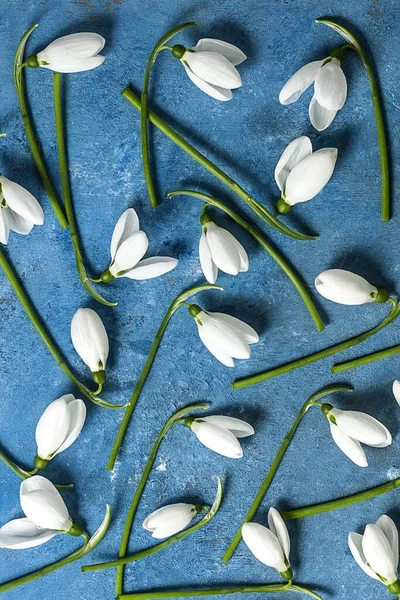 Beautiful White Snowdrops Galanthus Nivalis Blue Background Top View Flat — 스톡 사진