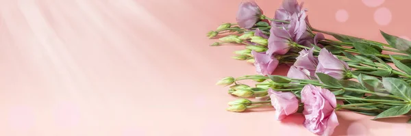 Soyut bulanık arka plan, nazikçe renklendirilmiş, Pastel pembe ve bej arkaplan üzerinde çok güzel bulanık östoma dalı, bokeh, kopyalama alanı, afiş biçimi.