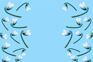 Fotokopi uzayı olan açık mavi bir zemin üzerinde güzel beyaz kar damlaları deseni Galanthus nivalis. Üst manzara, düz uzanma.