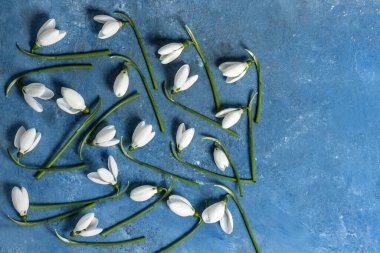 Açık mavi arka planda güzel beyaz kar damlaları deseni Galanthus nivalis. Üst manzara, düz uzanma