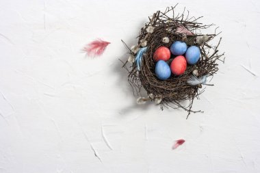 İnce dallı bir yuvaya boyanmış Paskalya bıldırcın yumurtaları ve kopyalanmış beyaz desenli arka plan tüyleri. Üst görünüm.