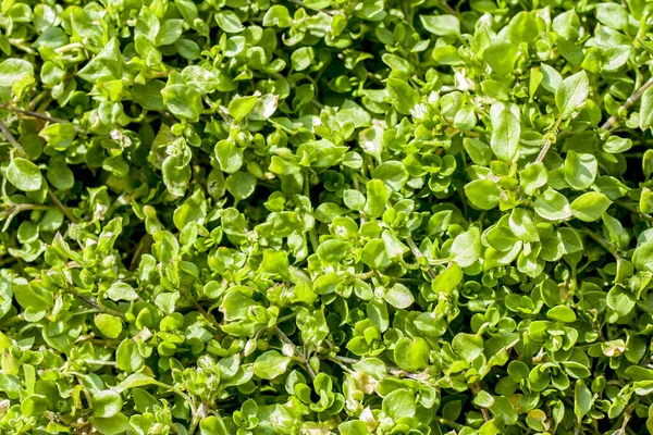 春の晴れた日に緑の地面カバー植物のクローズアップ — ストック写真