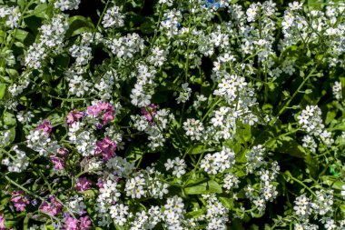 Parlak güneşli bir günde beyaz ve pembe unutma beni çiçekleri. Üst Manzara. Çiçekli bahçe bitkisi.