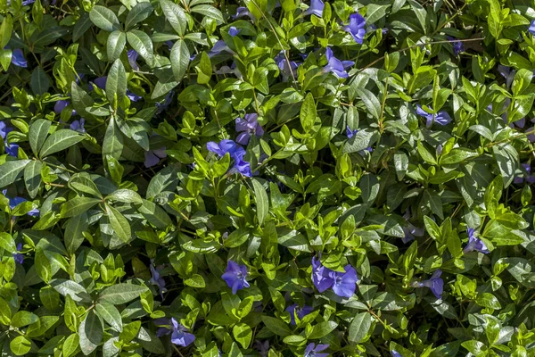 Yeşil yaprakların arka planında güzel mor vinca çiçekleri. Vinca minör küçük menekşe, küçük menekşe, bahçe süsü olarak sıradan menekşe. Yakın plan. Tasarım için doğa kavramı.