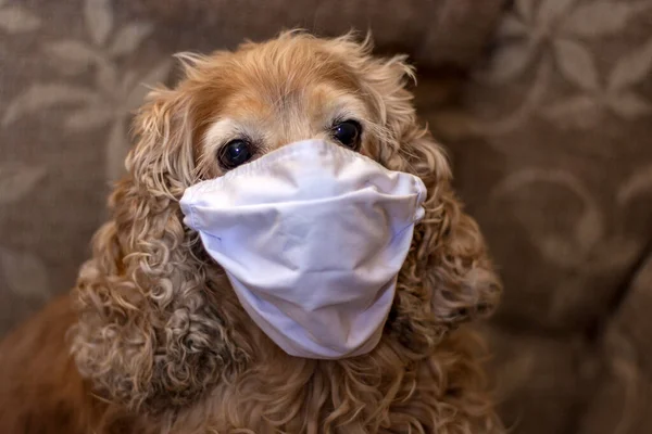 Spaniel Rojo Con Máscara Médica Concepto Proteger Los Animales Enfermedades — Foto de Stock